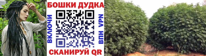 Конопля гибрид  Краснообск 